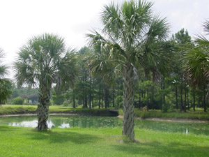 Palmetto palm or Cabbage palm trees in the landscape